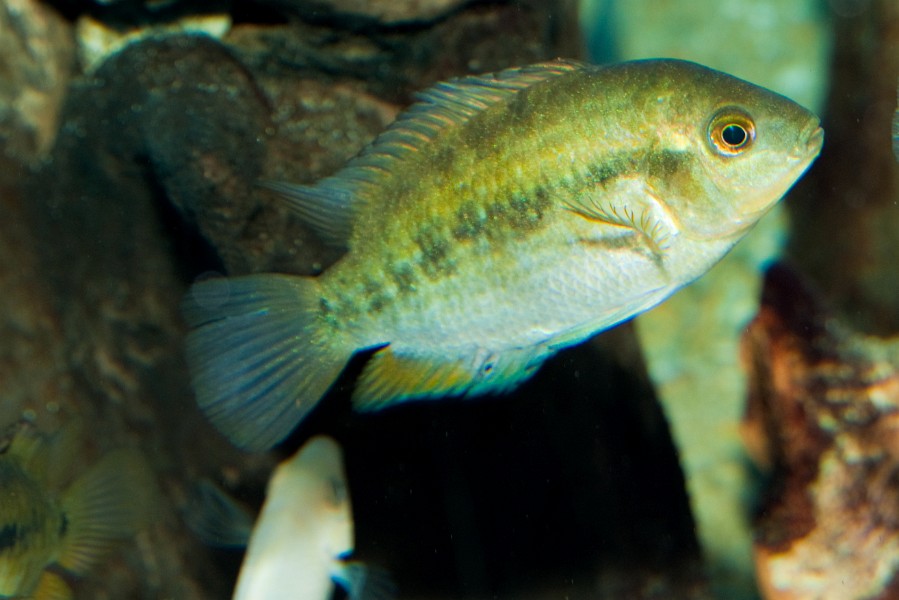 Green Cichlid in Freshwater Aquarium